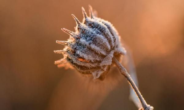 节气里的中国丨小雪：冬令成 万物藏