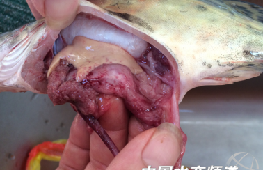 又出新病！这些鳜鱼病害该如何防治