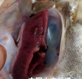 又出新病！这些鳜鱼病害该如何防治