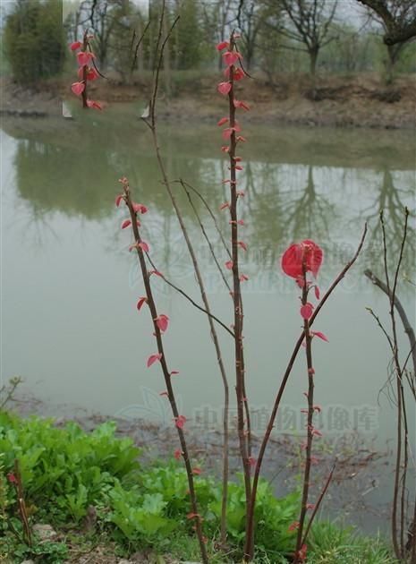 野火麻，见过吗？治疯狗咬伤，蛇咬伤，蛔虫病，腰痛