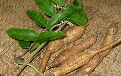 药食同源之助阳篇——牛大力