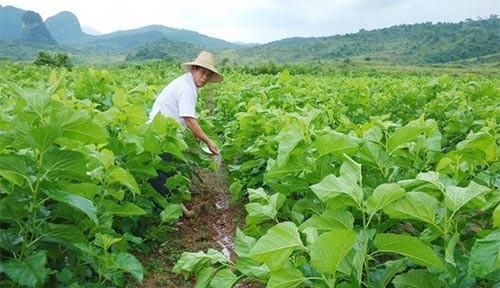 尿素对农作物的作用与功效,尿素对农作物能起什么作用图2