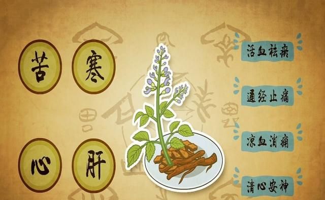 每日中药：一味丹参，功同四物