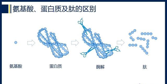 胶原蛋白肽到底是个什么鬼？为啥大家都爱它？