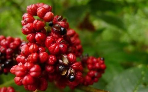吴茱萸散寒止痛疏肝下气燥湿(吴茱萸散寒止痛)