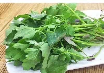 农村有一种野菜叫灰灰菜,你吃过吗图7