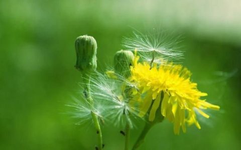 野菜蒲公英除了直接蘸酱,还可以怎么吃呢