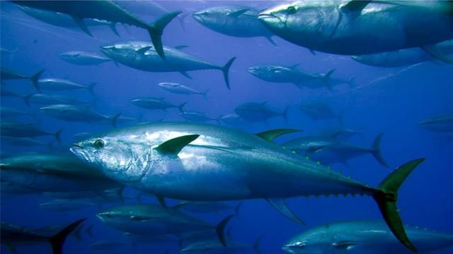 蓝鳍金枪鱼有多好吃？看日本的吃相就明白了
