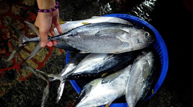 蓝鳍金枪鱼有多好吃？看日本的吃相就明白了