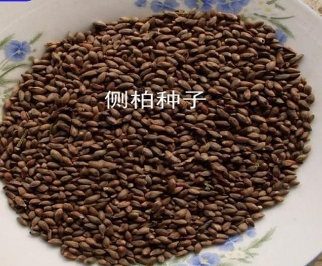 农村常见的柏树籽有什么作用?这作用好多人不知道图9