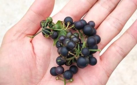 俗称黑天天的植物果实的功效(黑天天的果实的功效与作用)