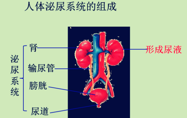 人体八大系统之“泌尿系统疾病的防与治”