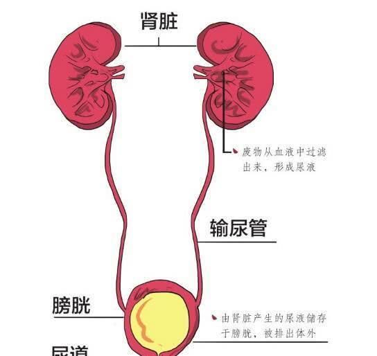 人体八大系统之“泌尿系统疾病的防与治”