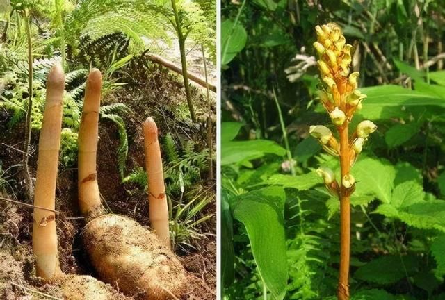 天麻，无根无叶的天赐良药