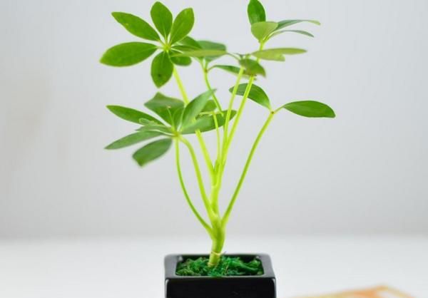 七叶莲的养殖方法及功效作用