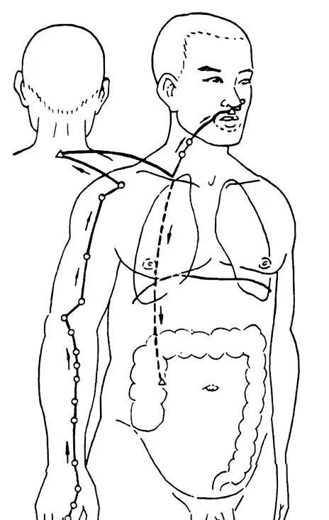 「经络养生」人体十二经络走向动画图，快来看看吧