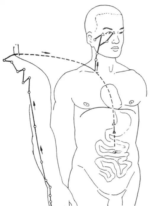 「经络养生」人体十二经络走向动画图，快来看看吧