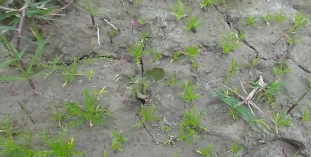 洋甘菊养花还有这么多好处，驱赶虫害，轻松变成肥料