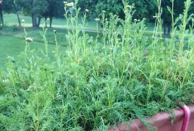 洋甘菊养花还有这么多好处，驱赶虫害，轻松变成肥料