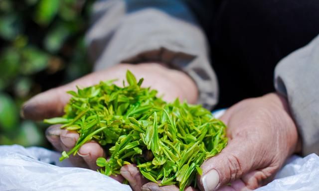 日照绿茶有怎样的分类？