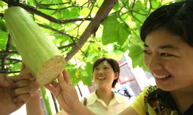 砍瓜是什么瓜?常吃对身体有哪些好处呢图11