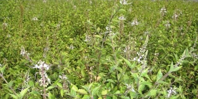 肾茶怎么种植(四川能种植肾茶吗)图2