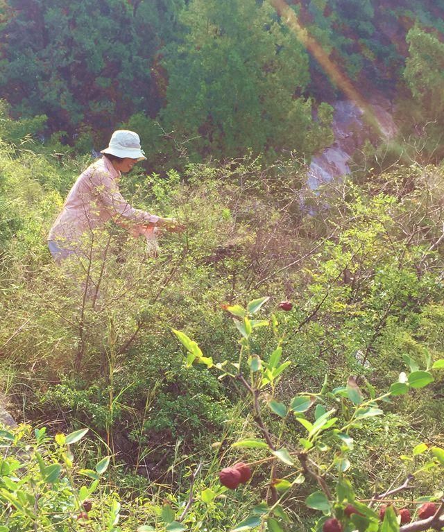 又到山枣采摘季，小小山枣，浑身是宝，竟想不到这么多吃法和妙用