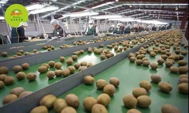 新西兰佳沛奇异果，世界最强水果品牌传奇
