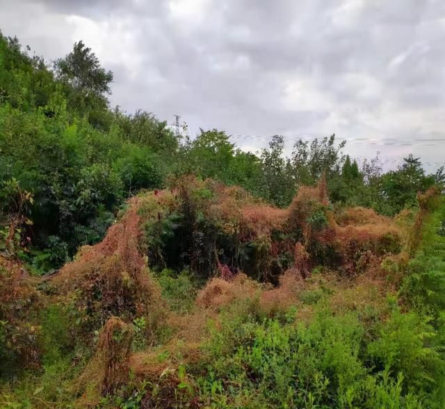 防治无根植物--菟丝子，选对药剂很重要
