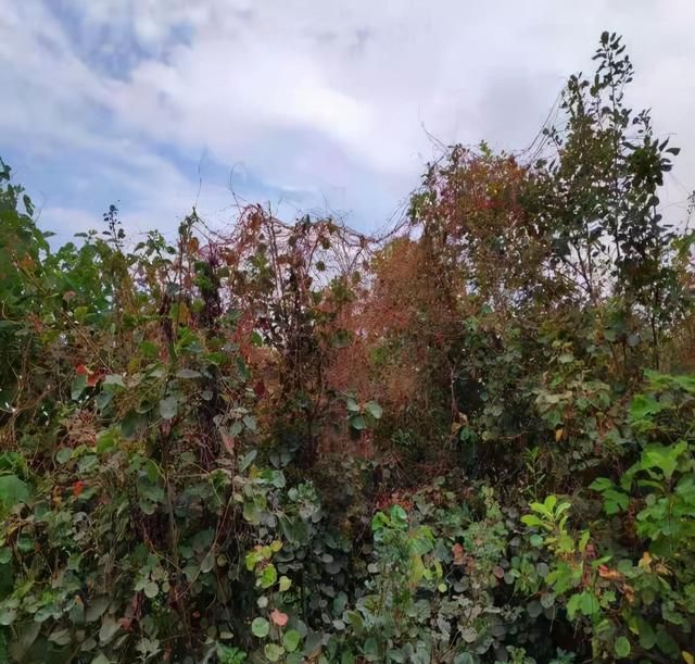 防治无根植物--菟丝子，选对药剂很重要