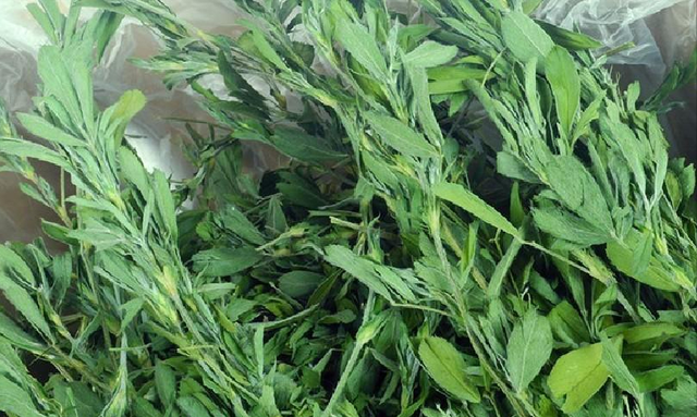 北方春播牧草，“牧草之王”紫花苜蓿，营养价值高，耐寒零下40度