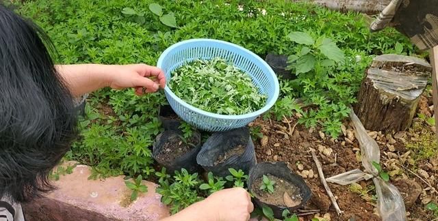 艾饼的做法步骤图16