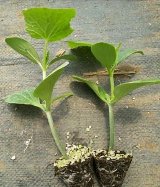 黄瓜籽怎么种,黄瓜籽种土里几天发芽图6