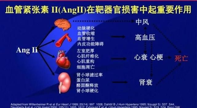 3药平稳持久降压，兼改善心功，保肝护肾抗硬化，减少心血管事件