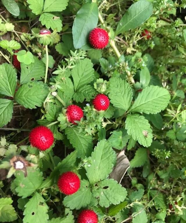 你吃过山里的野草莓吗(老家的野草莓真的能吃吗)图3
