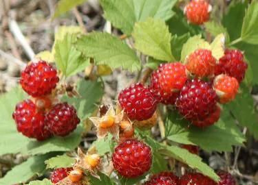 你吃过山里的野草莓吗(老家的野草莓真的能吃吗)图4