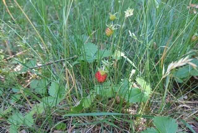 你吃过山里的野草莓吗(老家的野草莓真的能吃吗)图5