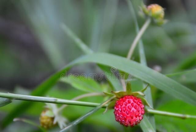 你吃过山里的野草莓吗(老家的野草莓真的能吃吗)图6