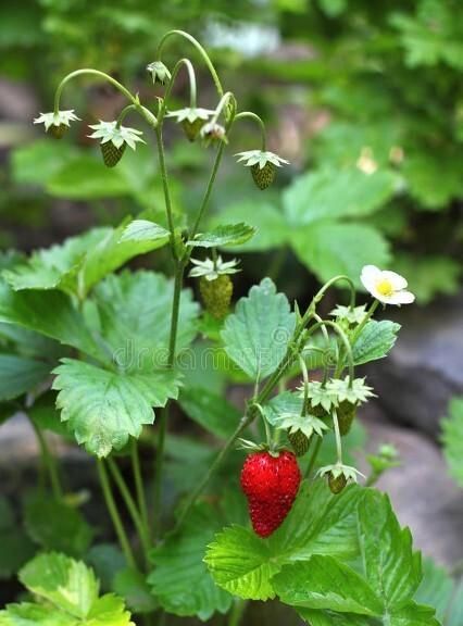 你吃过山里的野草莓吗(老家的野草莓真的能吃吗)图7