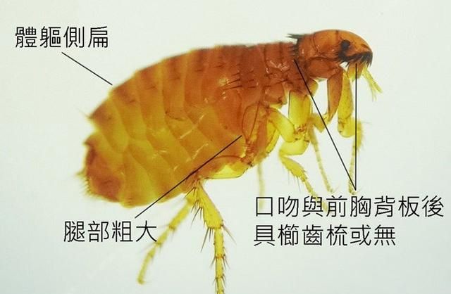专业灭跳蚤公司有效灭跳蚤的好方法