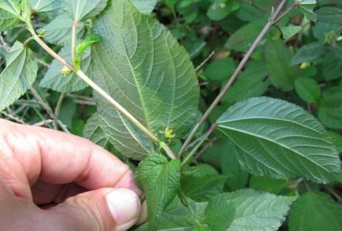 甜麻也叫针筒草，它是一种怎样的植物？