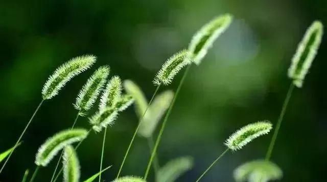 马鞍山春天里的野花野草，你都知道叫什么名字吗？