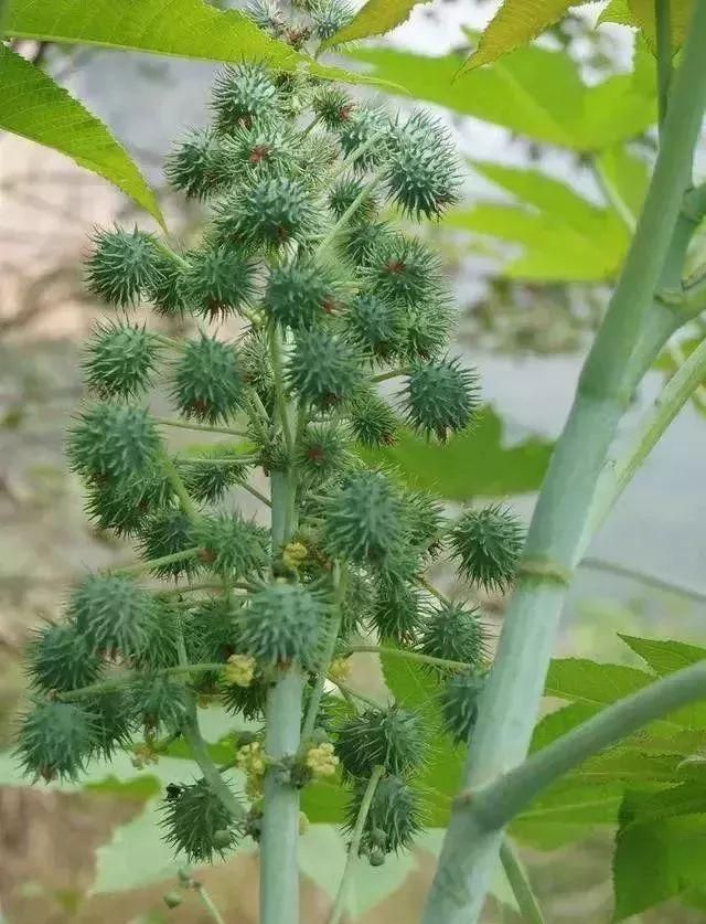 马鞍山春天里的野花野草，你都知道叫什么名字吗？