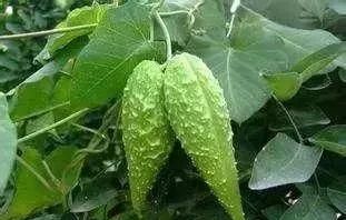 马鞍山春天里的野花野草，你都知道叫什么名字吗？