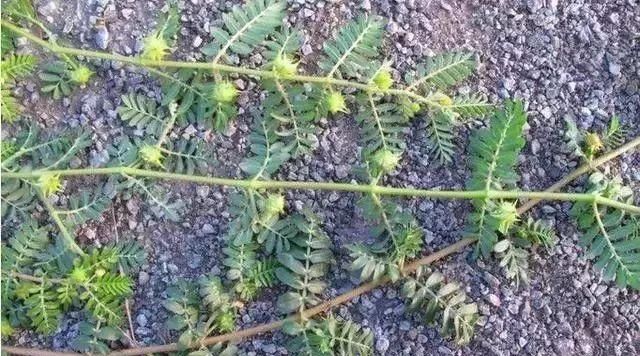 马鞍山春天里的野花野草，你都知道叫什么名字吗？