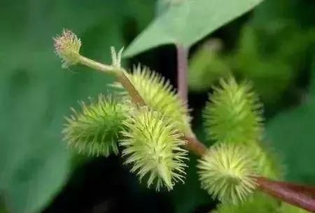 马鞍山春天里的野花野草，你都知道叫什么名字吗？