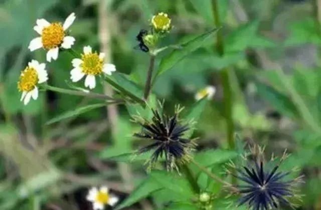 马鞍山春天里的野花野草，你都知道叫什么名字吗？