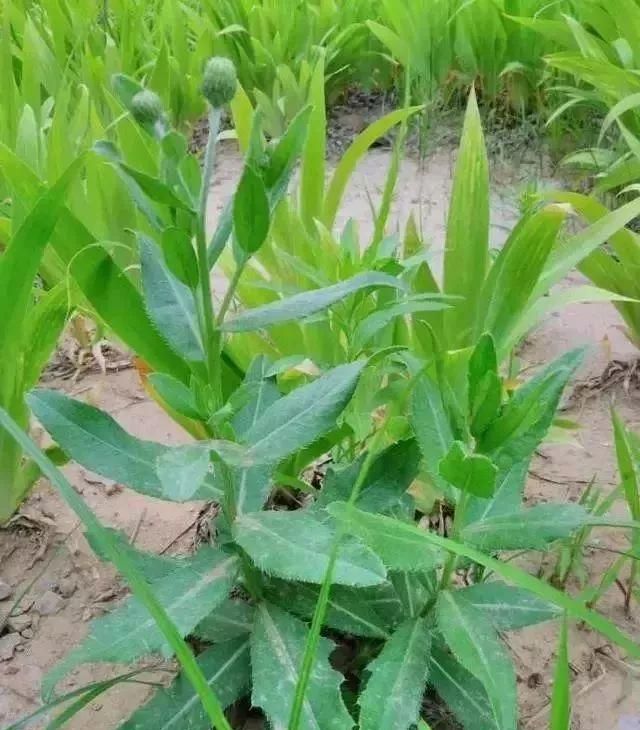 马鞍山春天里的野花野草，你都知道叫什么名字吗？