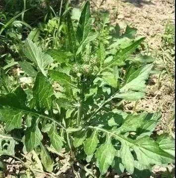 马鞍山春天里的野花野草，你都知道叫什么名字吗？