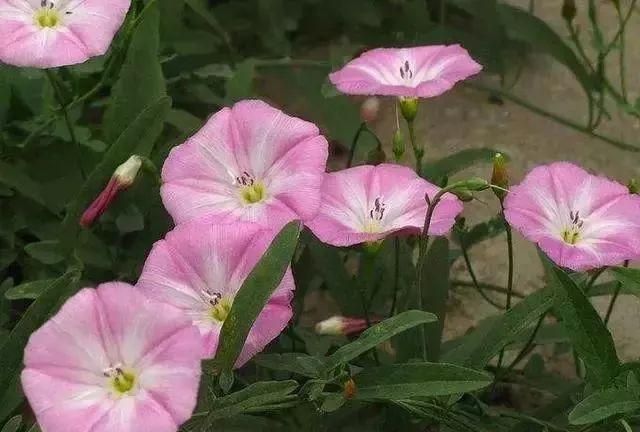 马鞍山春天里的野花野草，你都知道叫什么名字吗？